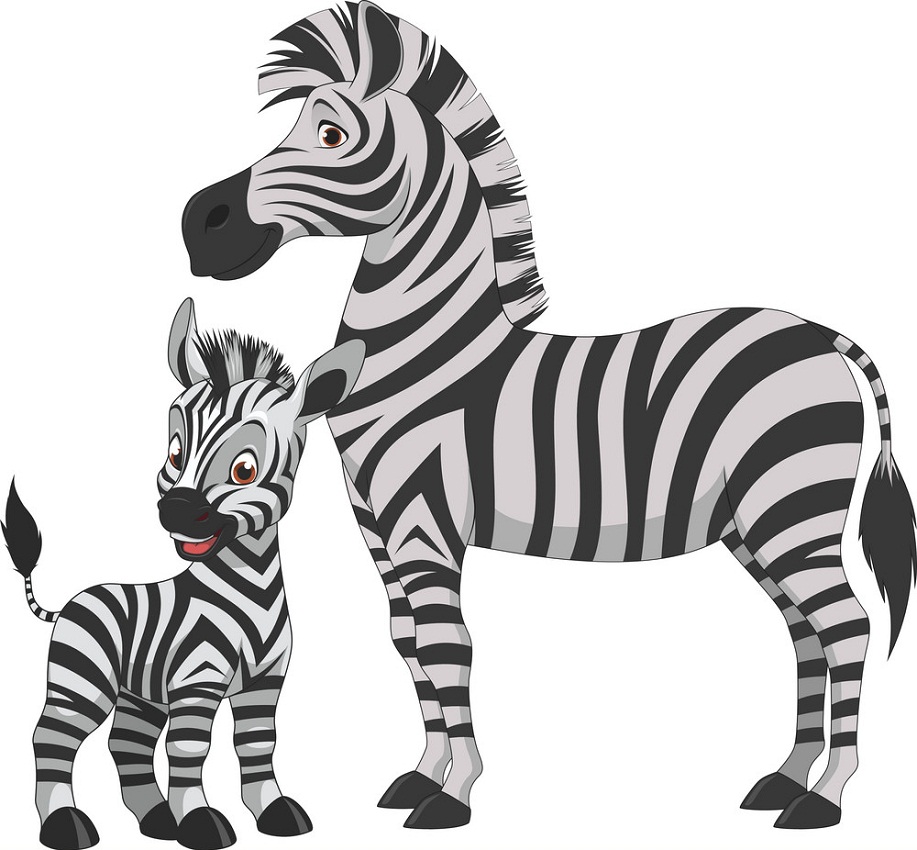 mother zebra and baby