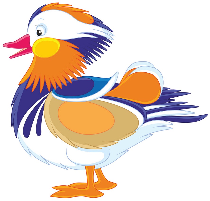 motley mandarin duck