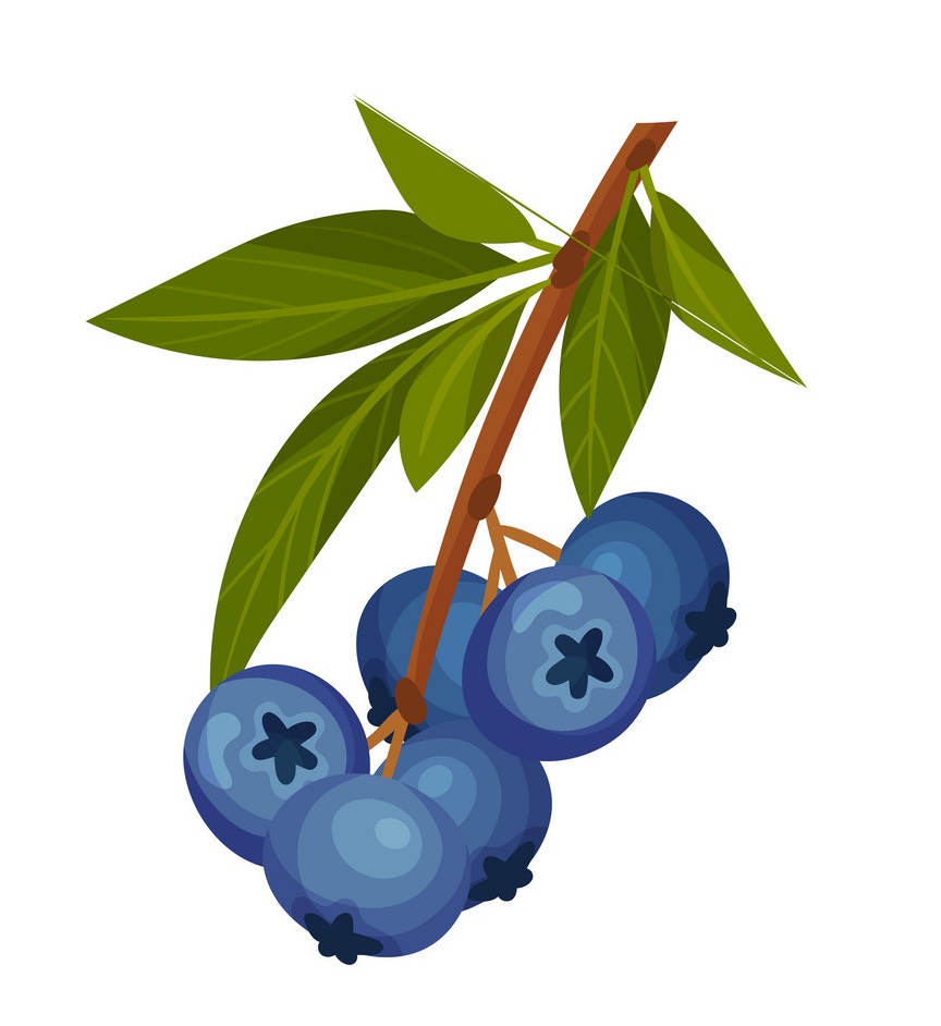 normal blueberry branch