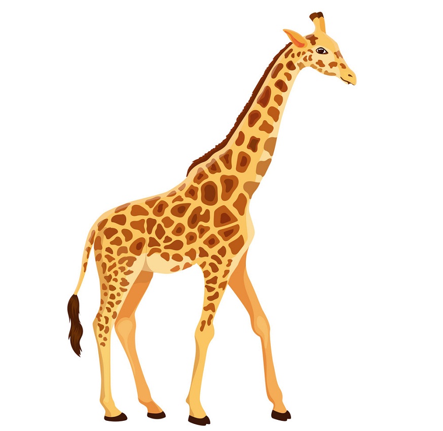 normal giraffe standing