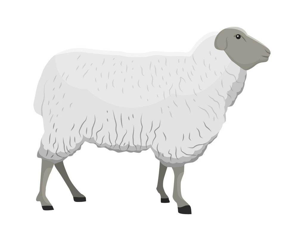 normal sheep