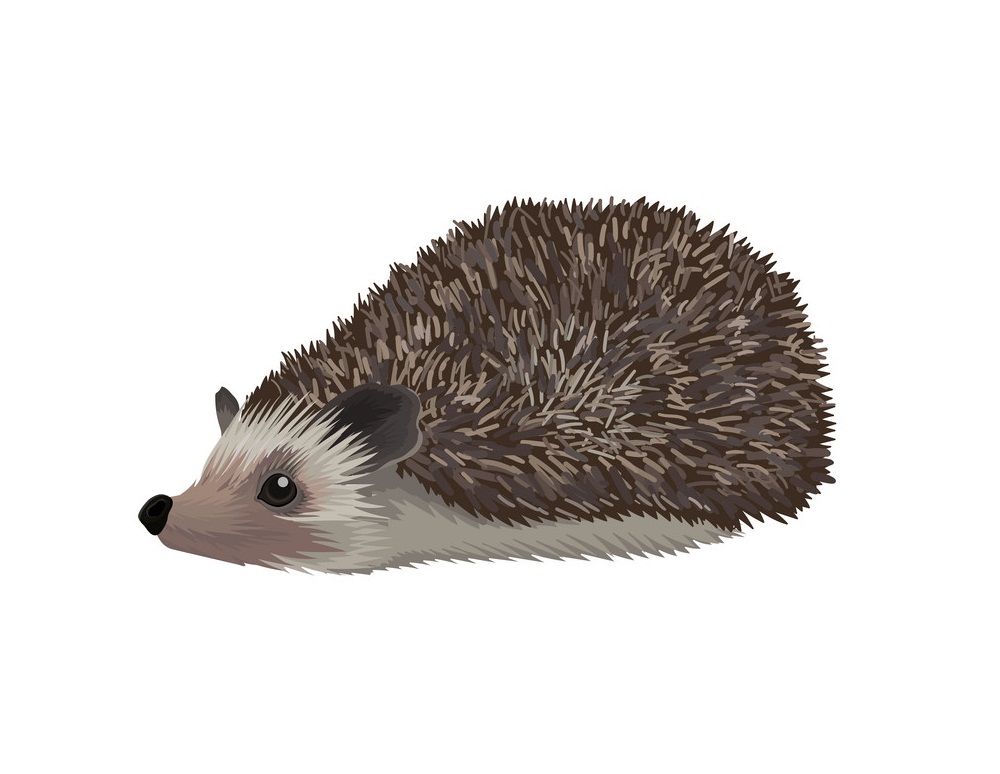 northern wild hedgehog