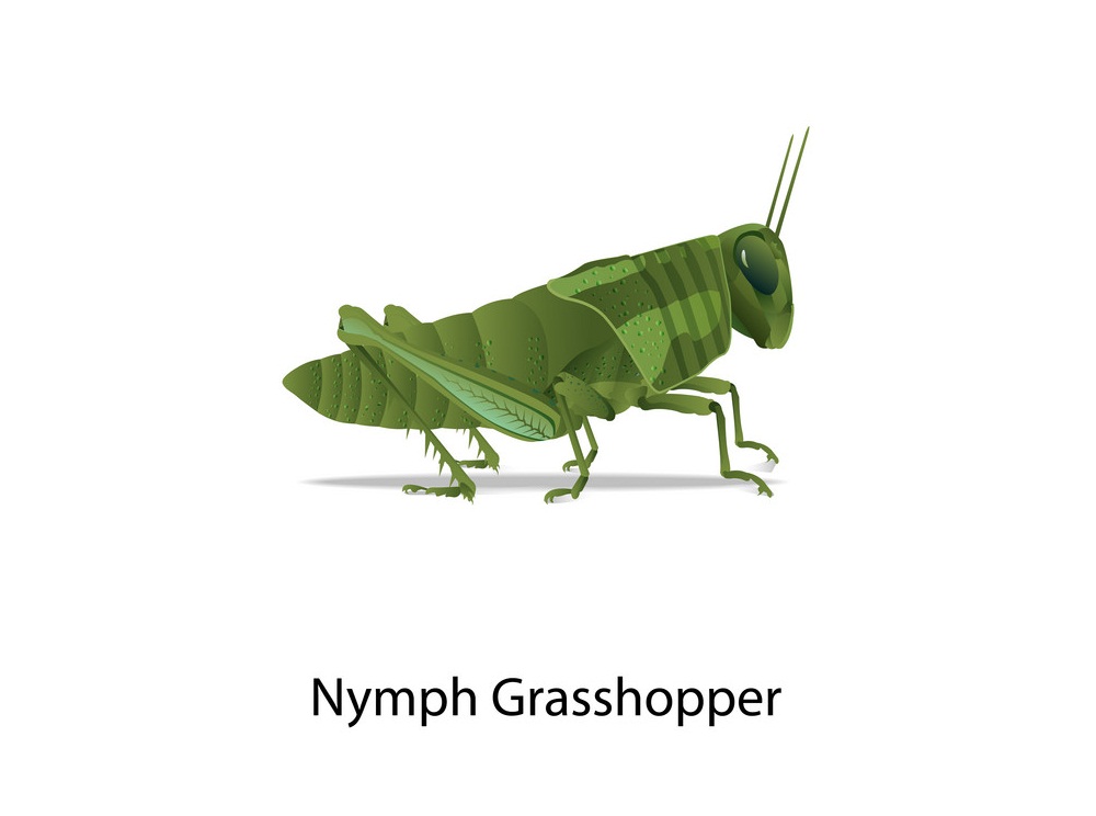 nymph grasshopper