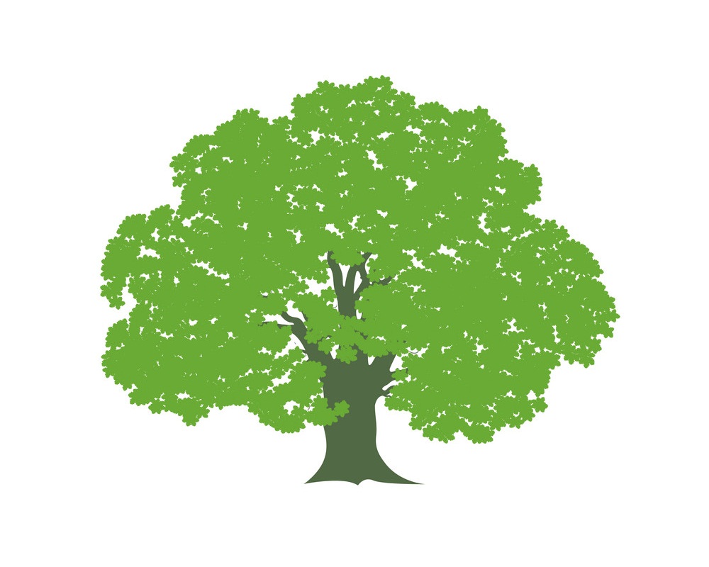 oak tree 4
