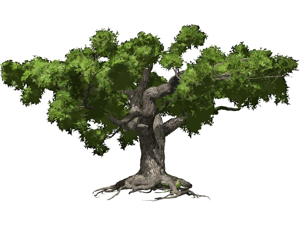 oak tree isolated