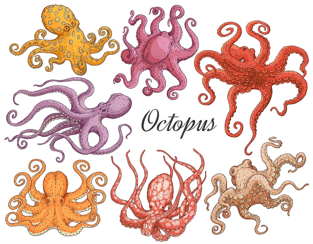 octopus set