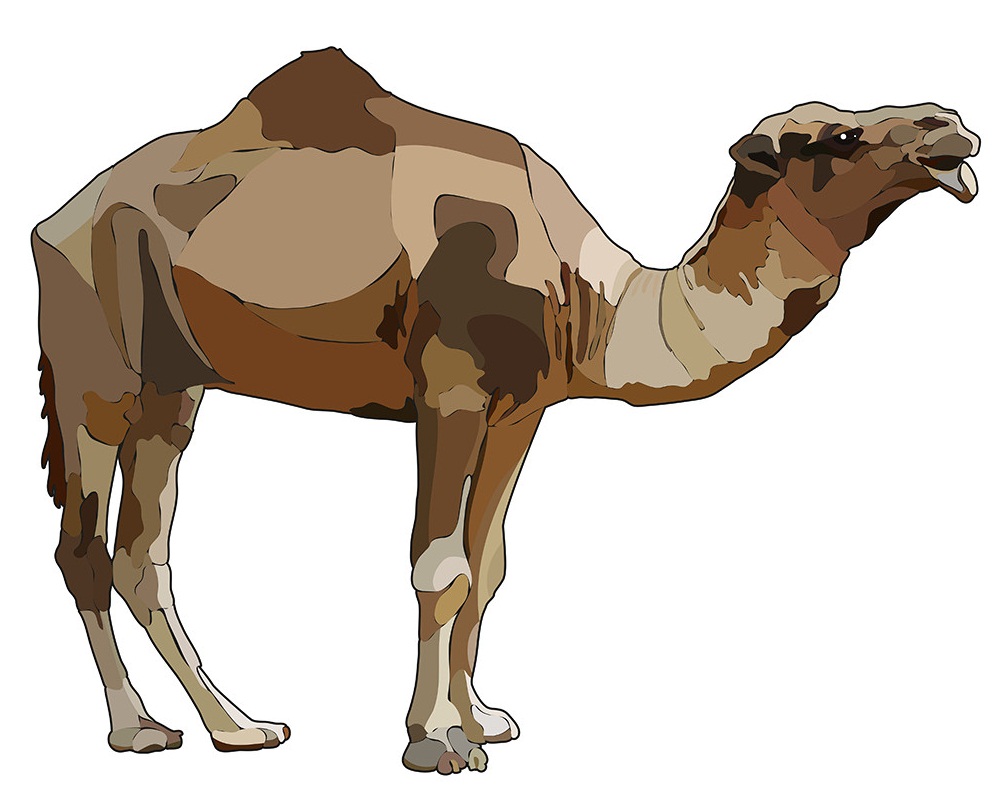 one-humped camel