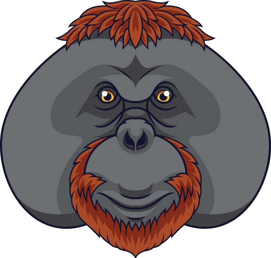 orangutan head