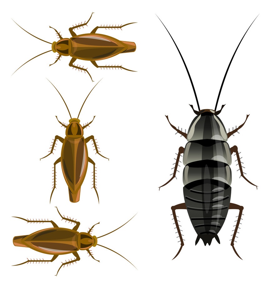 oriental and german cockroaches