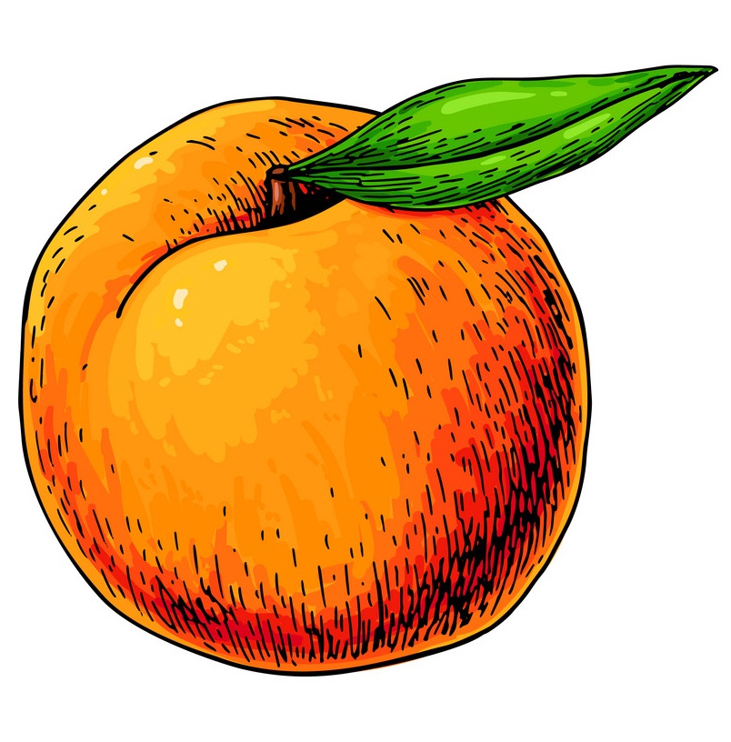 peach drawing