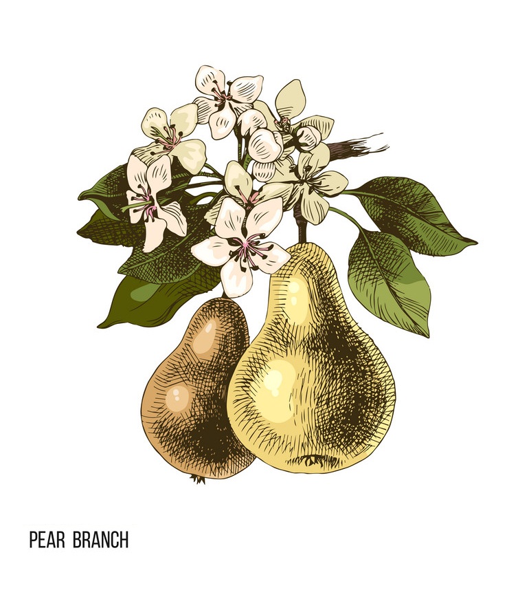 pear branch with flowers and fruits