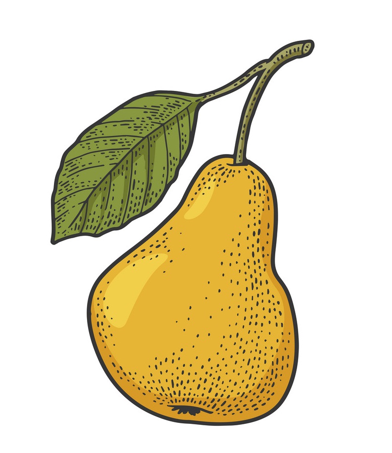 pear fruit sketch