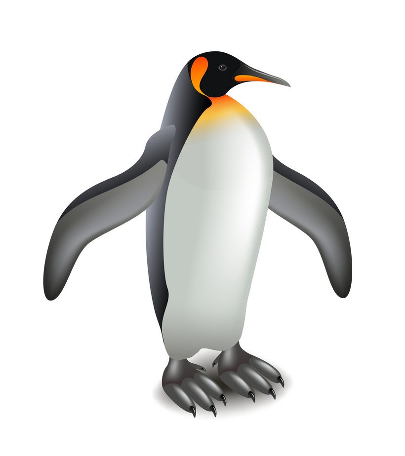 penguin standing