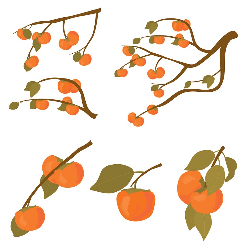 persimmons branches