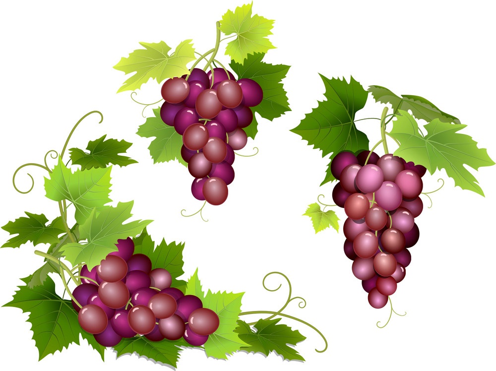 pink grapes bunches