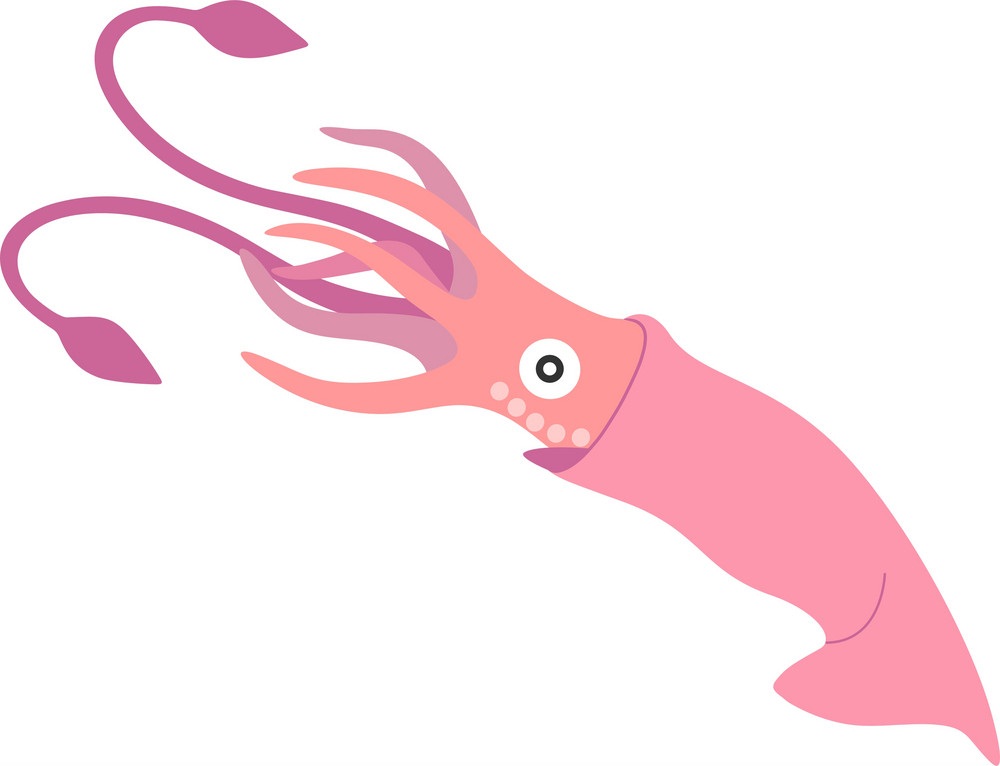 pink squid