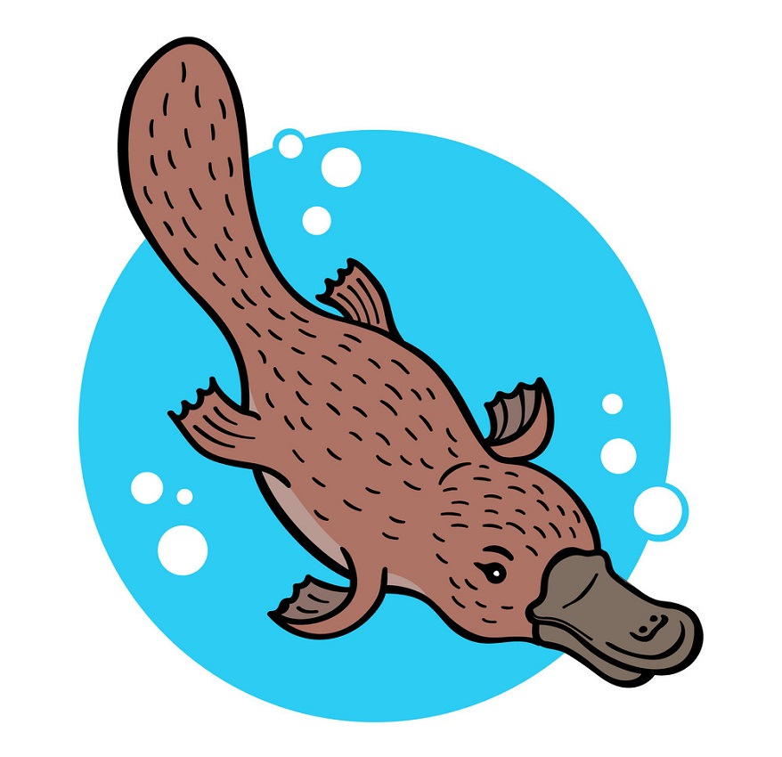 platypus swimming