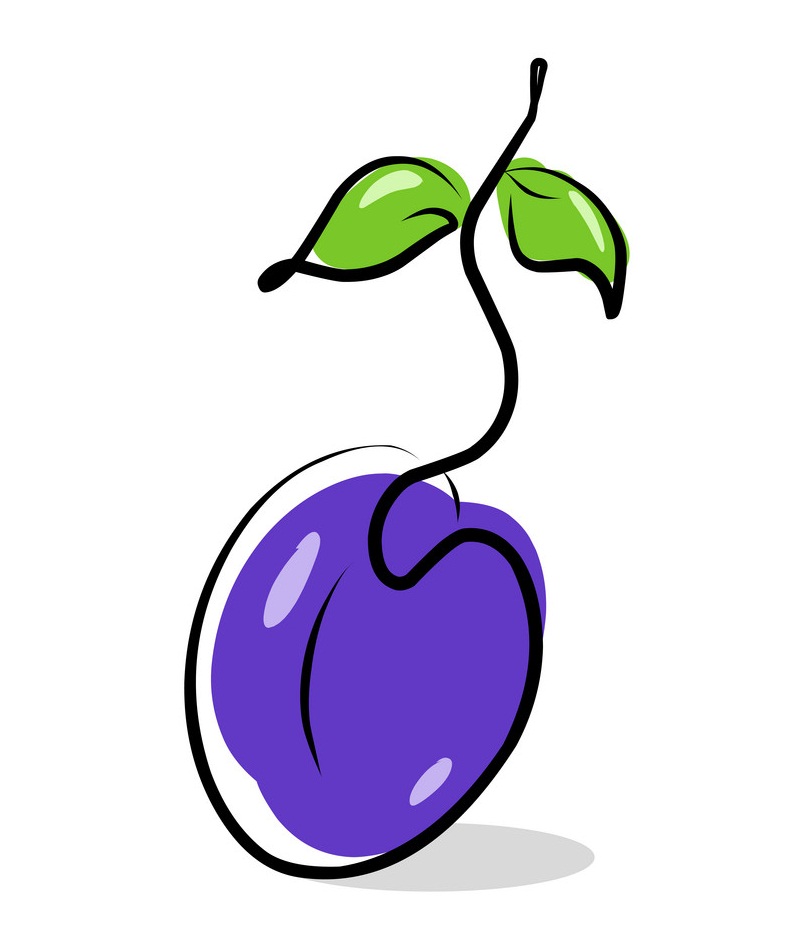 plum simple drawing