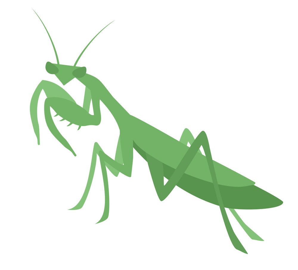 praying mantis flat design 1