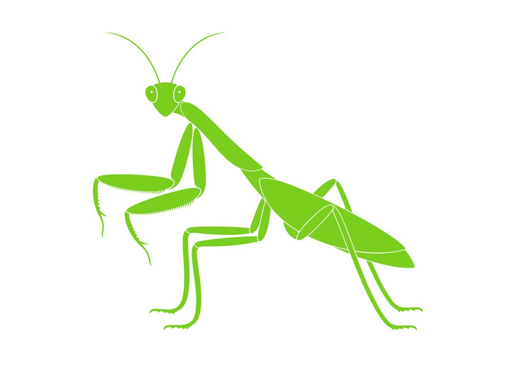 praying mantis flat design