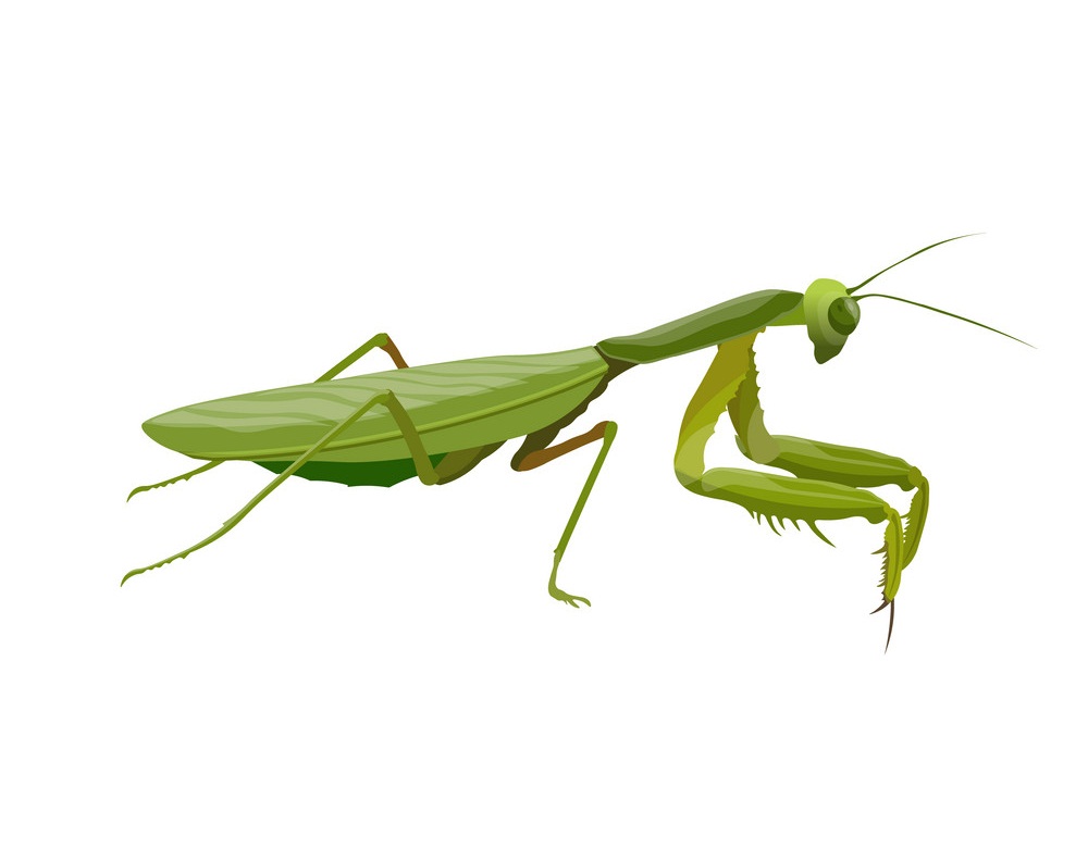 praying mantis predatory