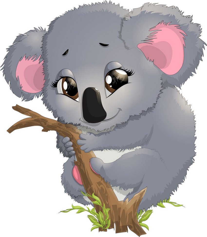 pretty koala