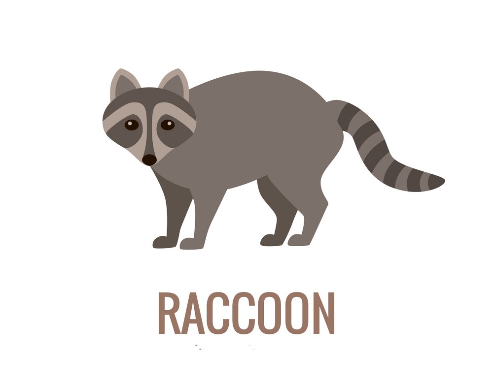 raccoon flat design 1
