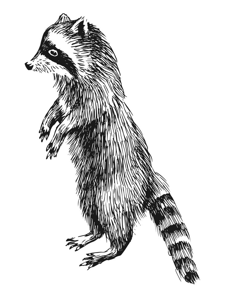 raccoon standing hand drawn