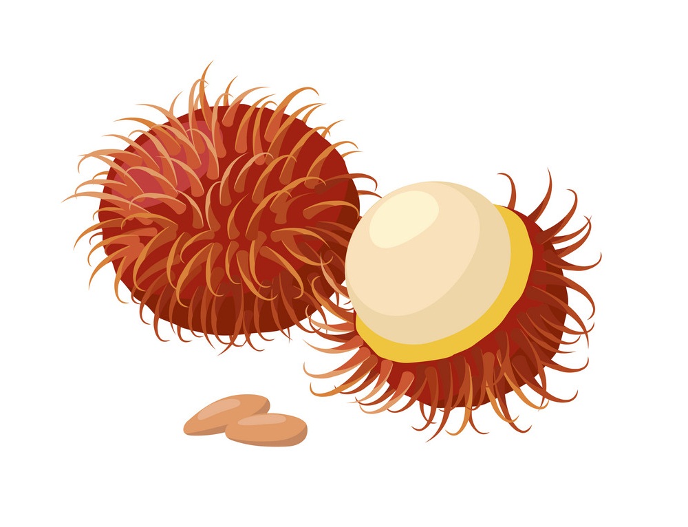 rambutan fruits and seeds