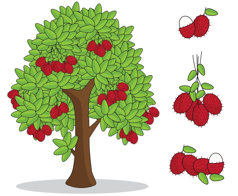 rambutan fruits and tree
