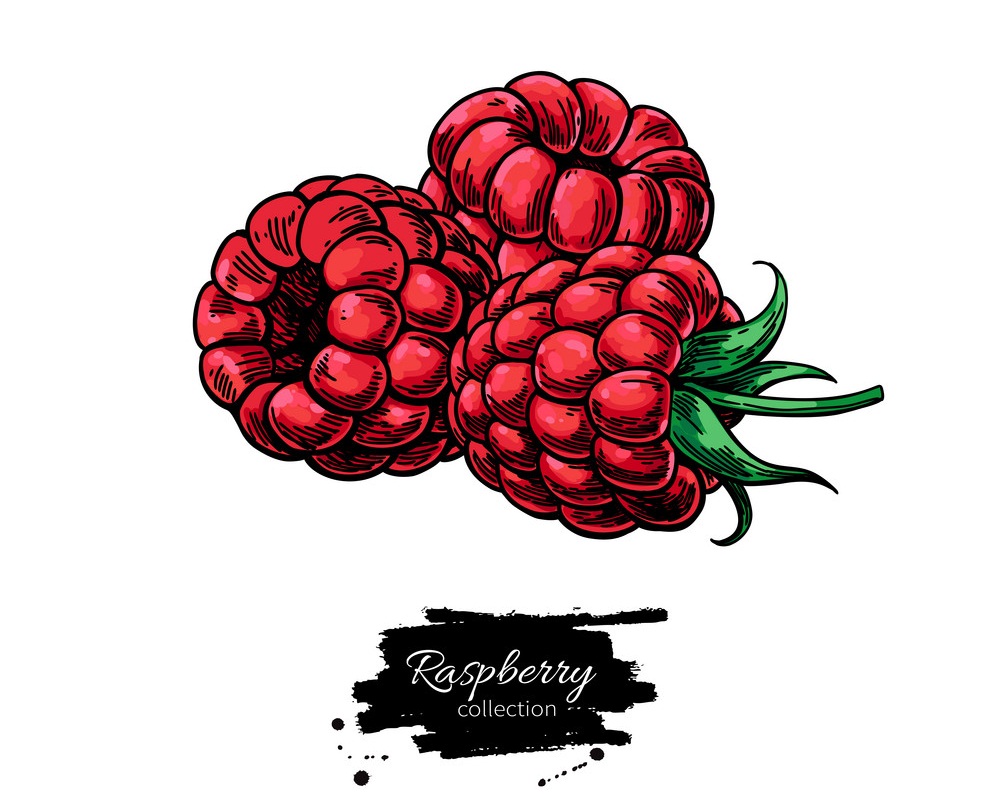 Raspberry Clipart