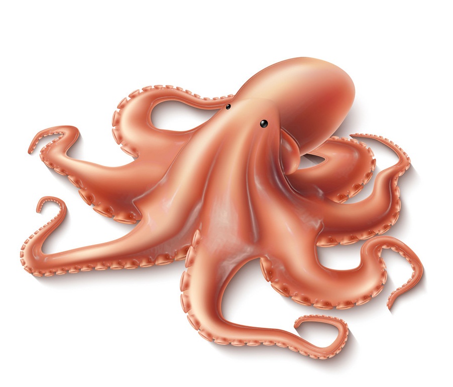 realistic 3d octopus