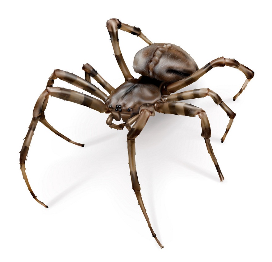 realistic 3d spider