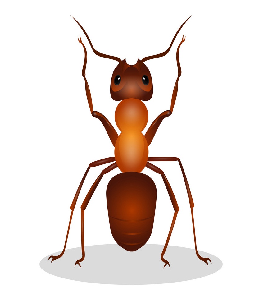 realistic ant 1