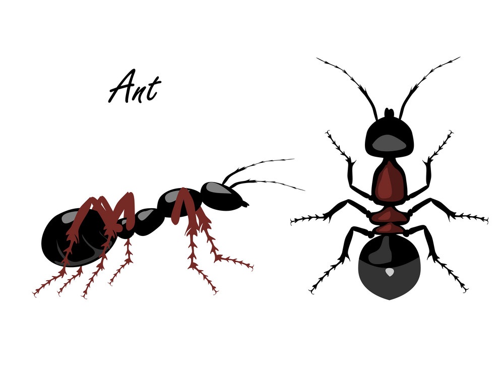 realistic ant top and side view