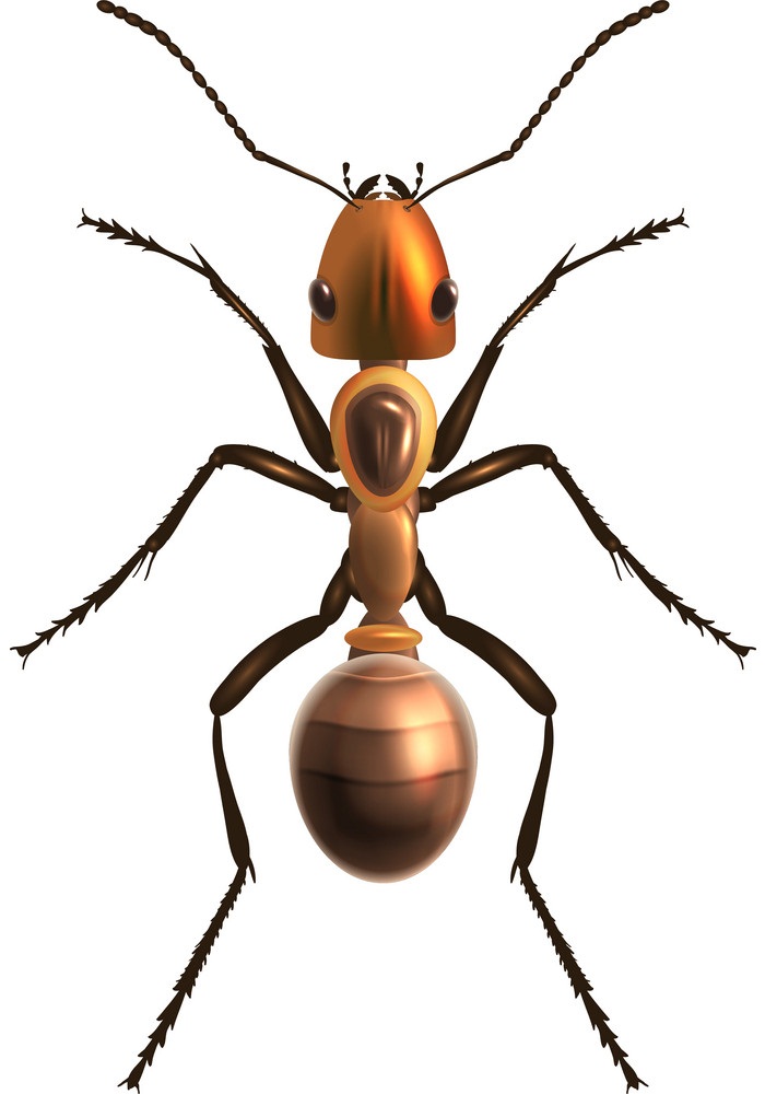 realistic ant top view
