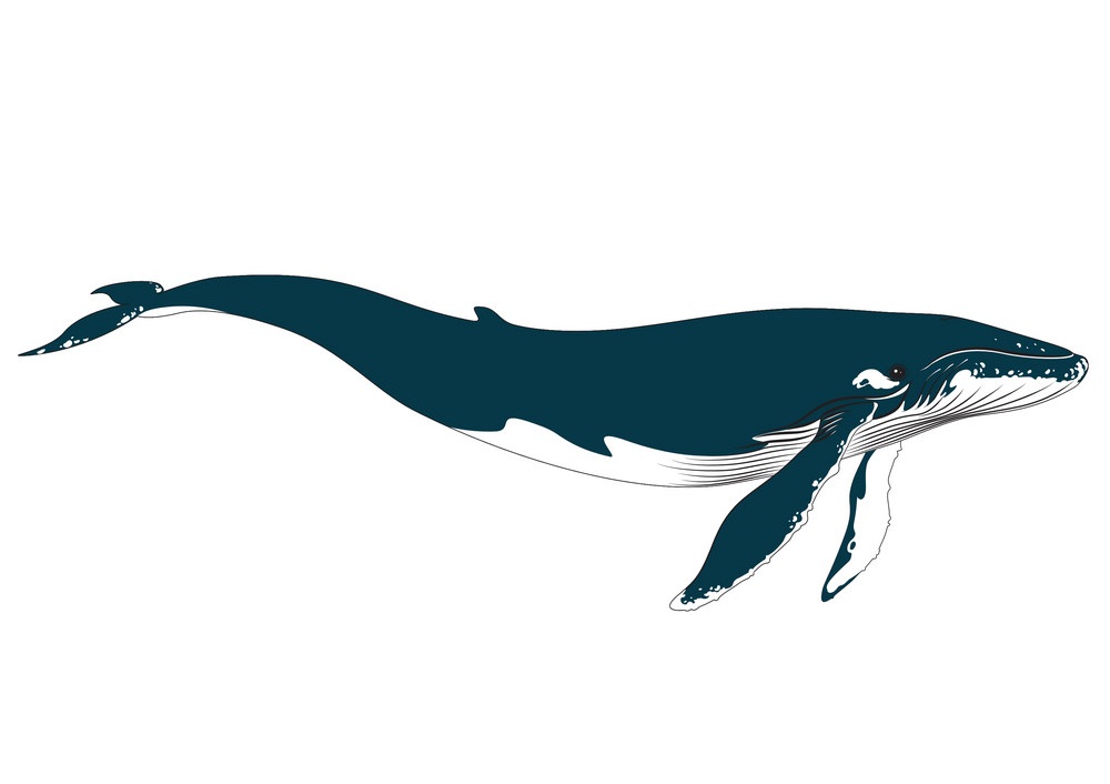 realistic big blue whale