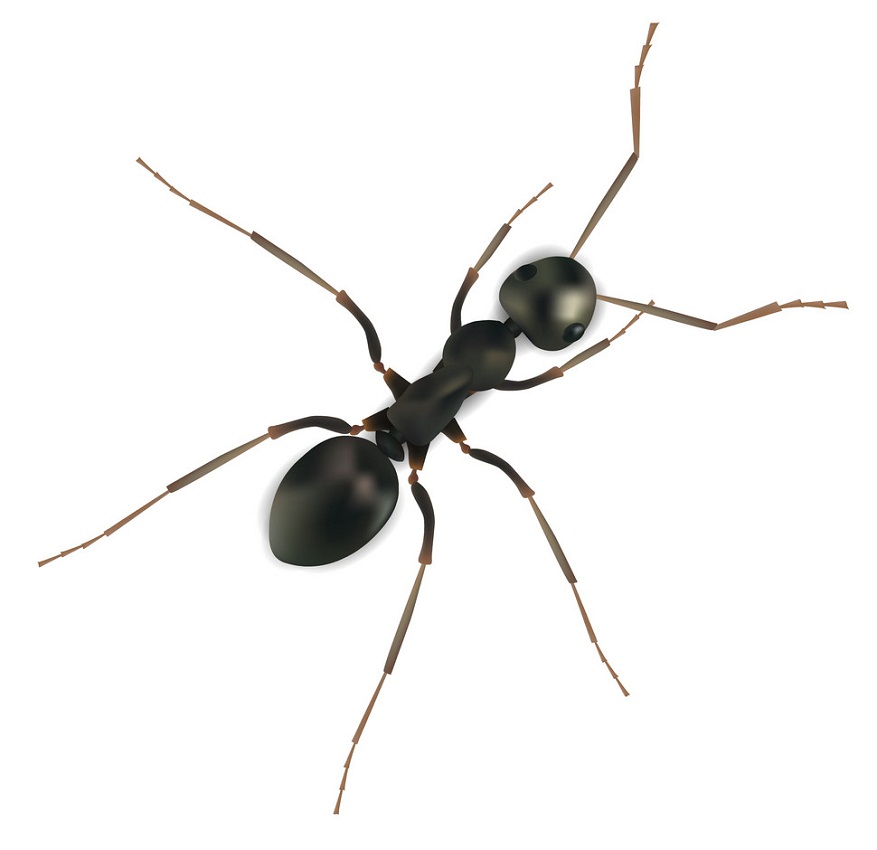 realistic black ant