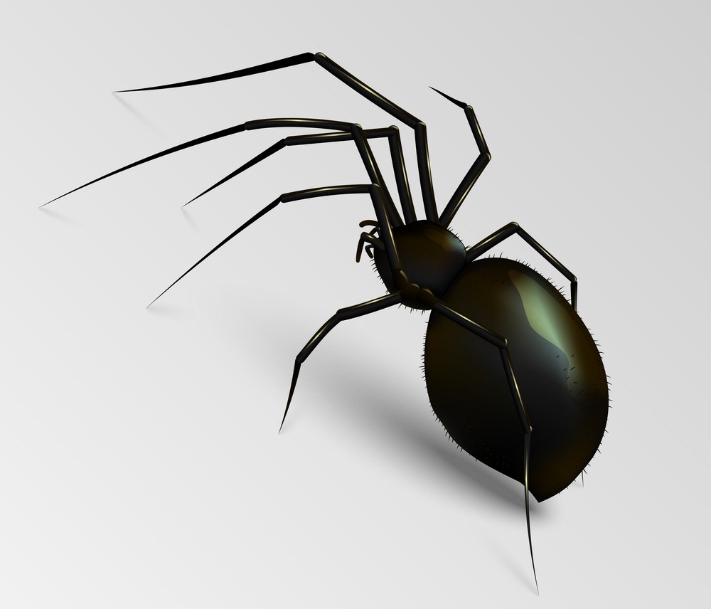 realistic black spider