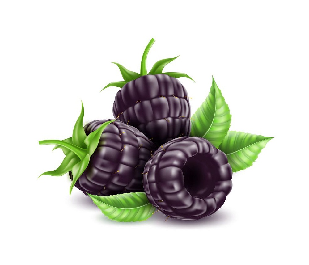 realistic blackberries