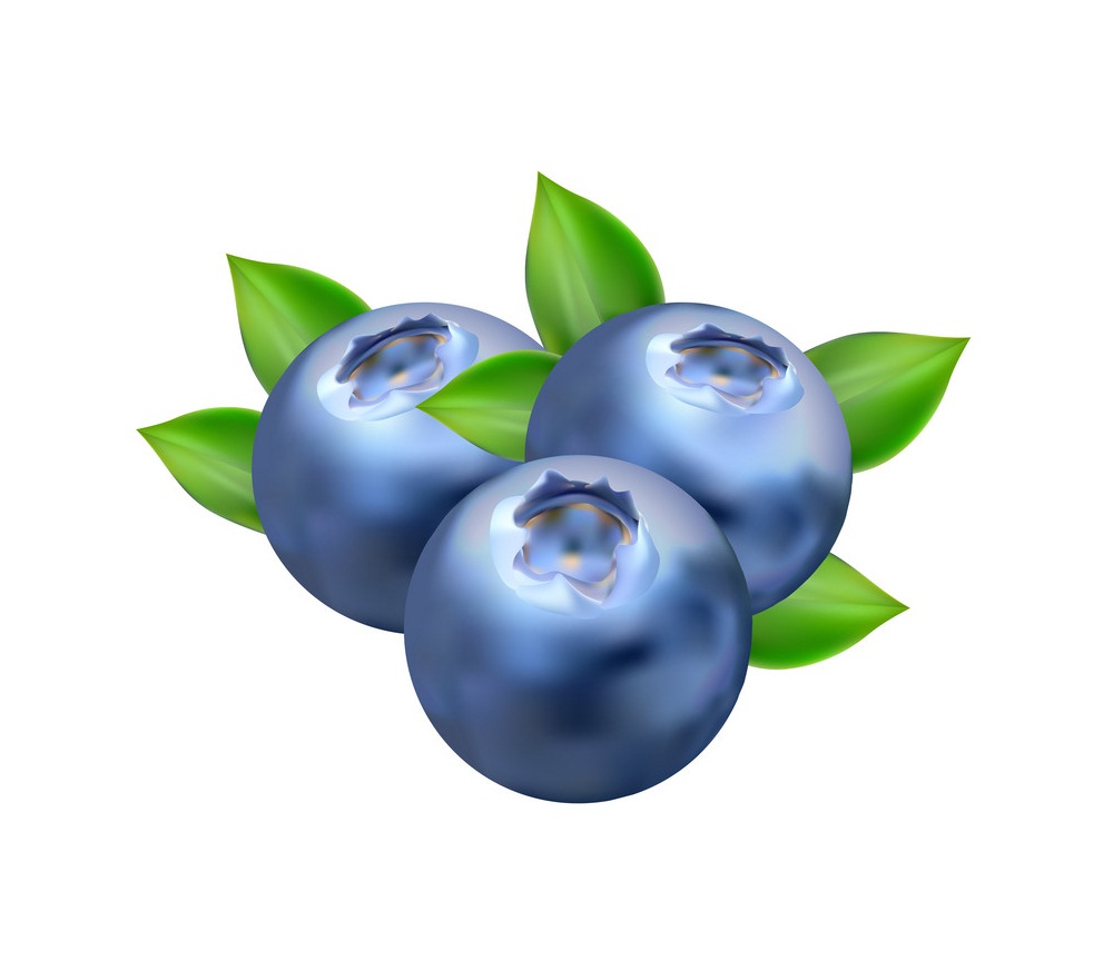 realistic blueberries