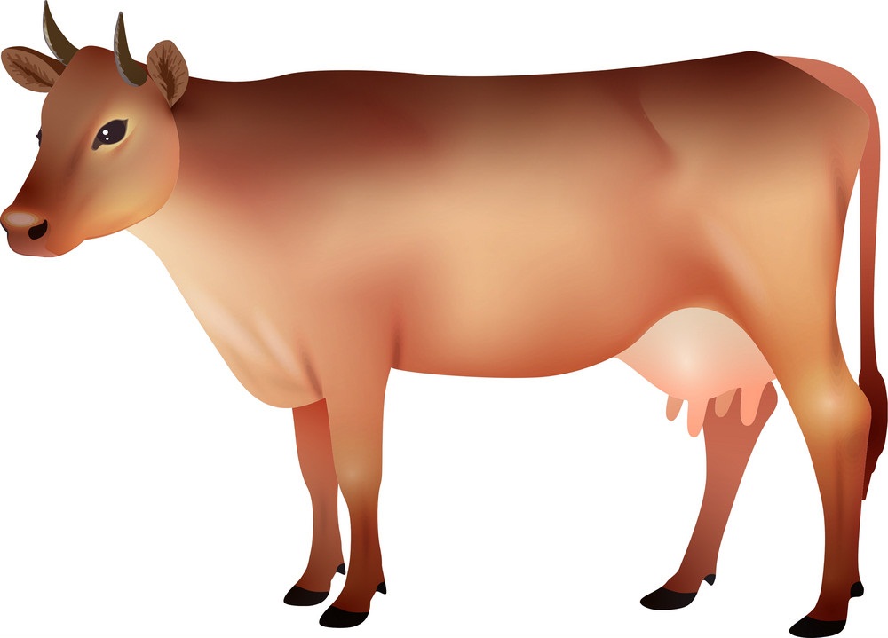 realistic brown cow