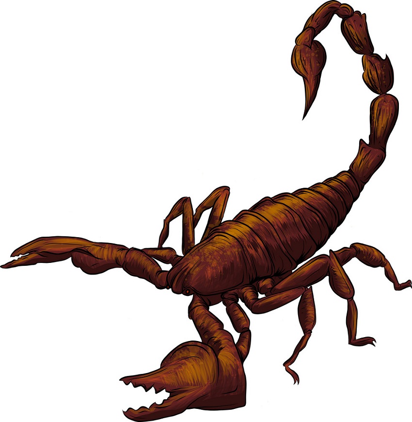realistic brown scorpion