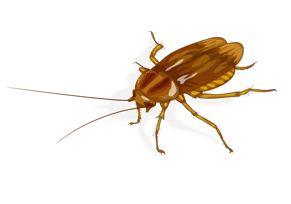 realistic cockroach