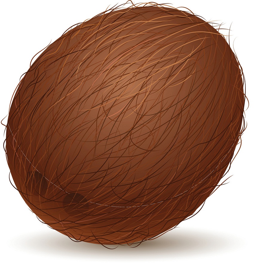 realistic coconut