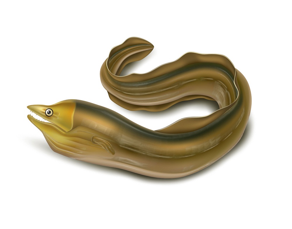 realistic conger eel