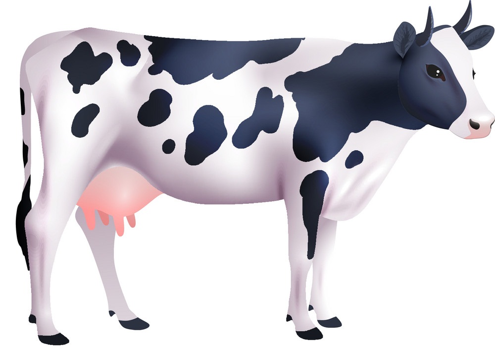 realistic cow