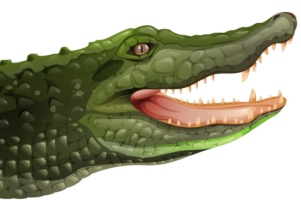 realistic crocodile head