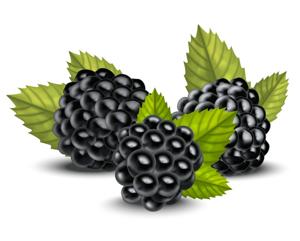 Blackberry Clipart