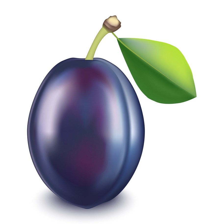 realistic detailed plum